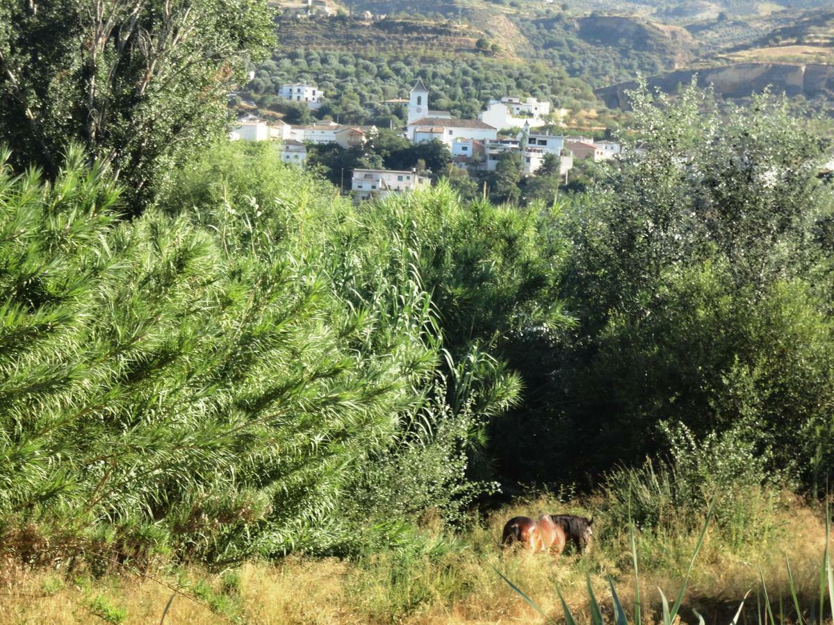 Hostal Y Apartamento Rural Los Naranjos Hotel Melegis Værelse billede